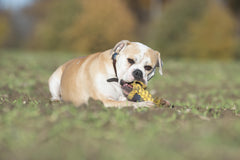 Hund kaut auf gelbem Leo Löwe Stoffspielzeug auf Wiese, herbstlicher Hintergrund, ideales Hundespielzeug für Spielspaß.