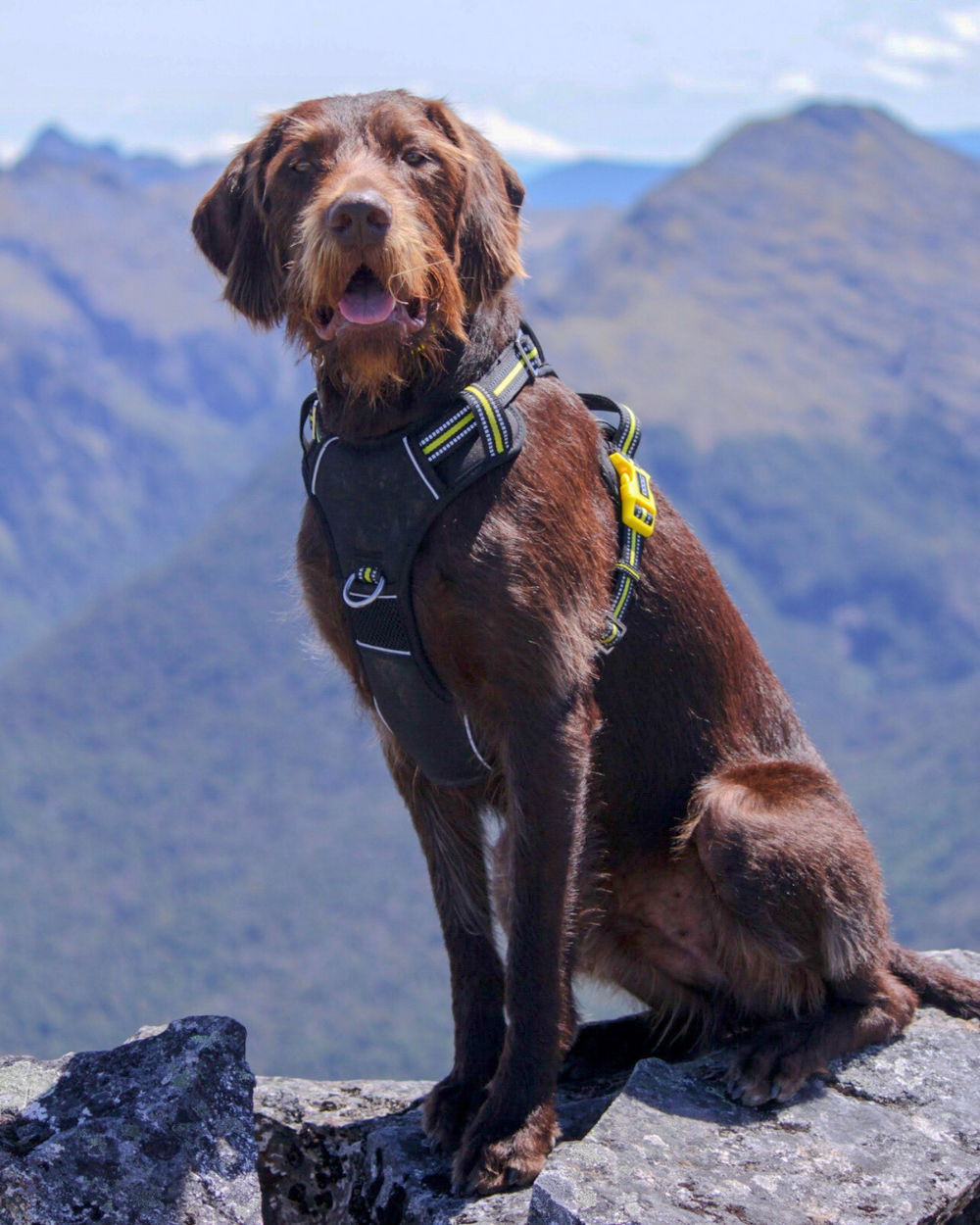 Brauner Hund mit struppigem Fell in schwarzem Geschirr auf Felsen vor einer bergigen Landschaft.