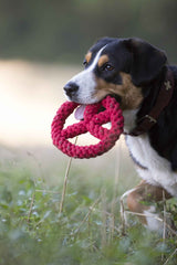 "Braun-schwarzer Hund mit weißen Abzeichen hält rotes Peace-Spielzeug in der Natur, freundlich und verspielt."