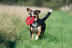 Fröhlicher Hund mit Peace-Zeichen-Spielzeug auf grünem Feld, ideal für aktive Vierbeiner und Spielspaß im Freien.