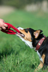 Hund spielt mit rotem, geflochtenem Spielzeug im grünen Umfeld - LABONI PEACE Doppel-Set mit Peace-Zeichen.