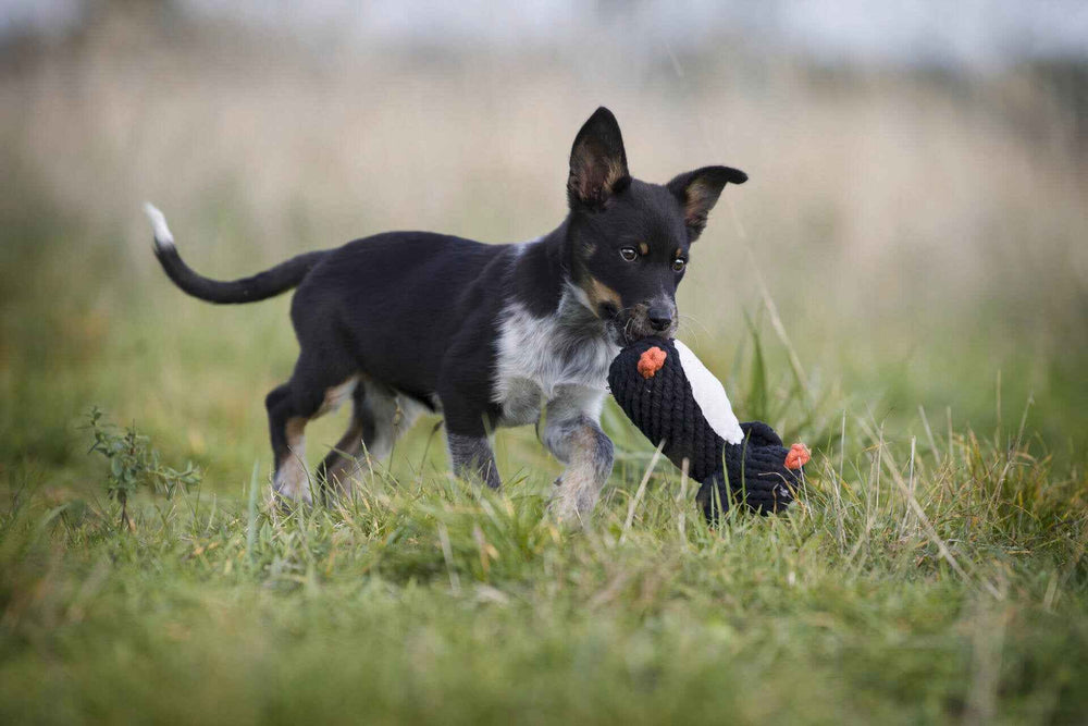 Kleiner braun-weißer Hund mit Pinguin-Spielzeug im Maul, spielt im Grünen. Perfekt für winterlichen Spaß!
