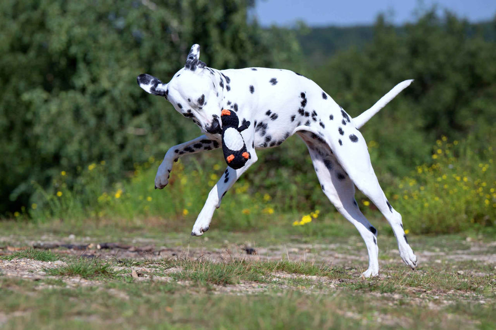 Dalmatiner springt mit Pinguin-Spielzeug im Maul, fröhlich im Grünen, für aktives Winterspielzeug-Set für Hunde.