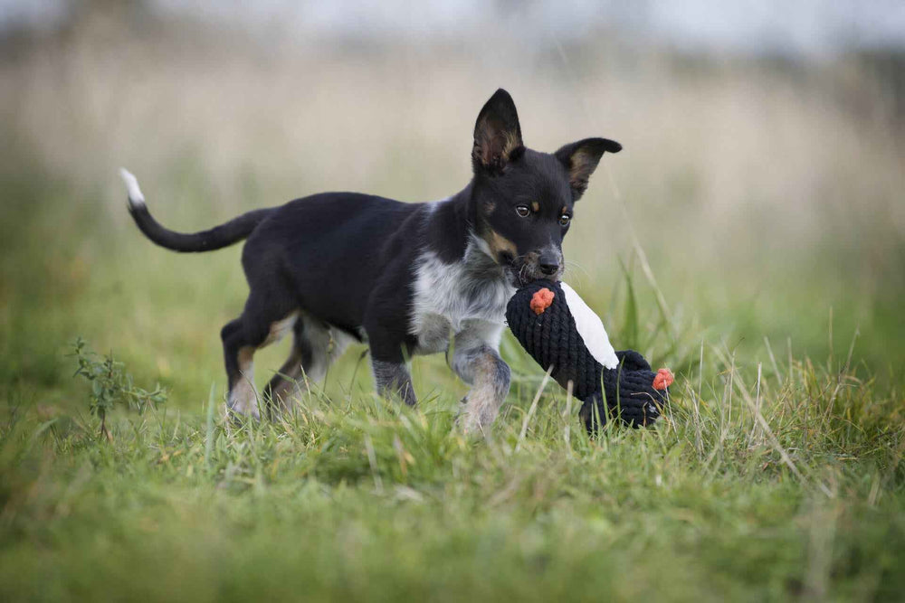 Junger schwarz-weißer Hund spielt im Gras mit dem Poldi Pinguin, einem beliebten Kult-Spielzeug für Hunde.