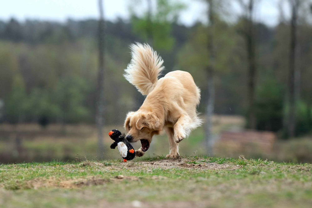 "Golden Retriever spielt mit Pinguin-Spielzeug aus dem Winter Fun Set auf einer grünen Wiese."