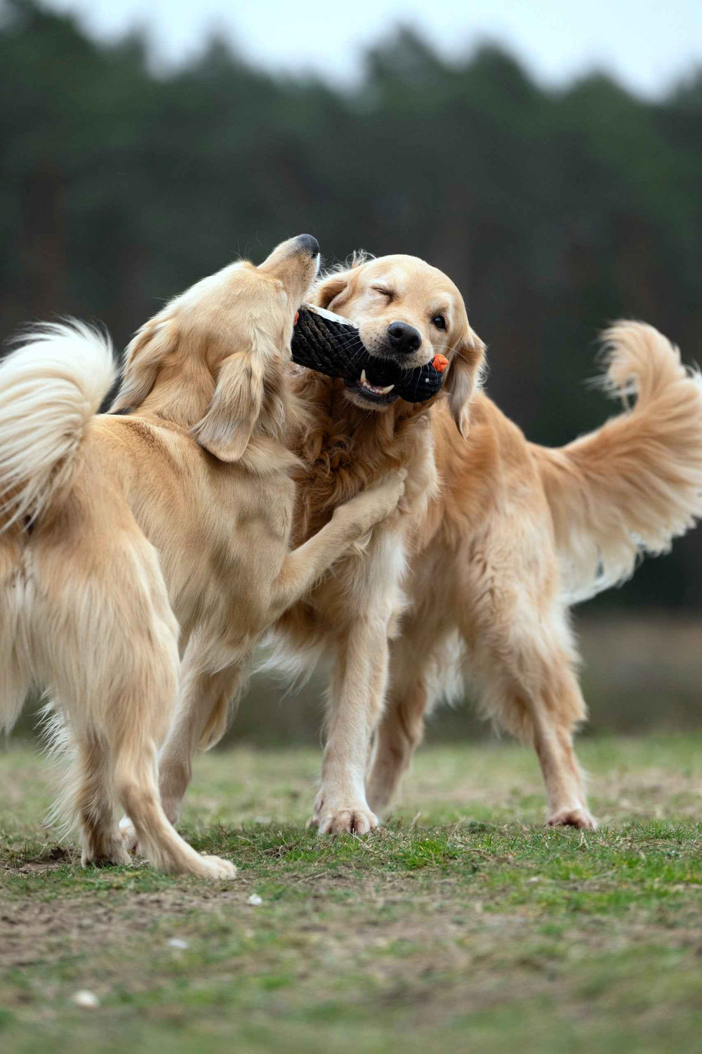 ALT-Text: Zwei spielende Golden Retriever auf einer Wiese mit dem Winter Fun Spielzeug-Set für Hunde.