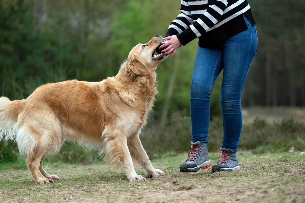 Golden Retriever bringt mit dem Winter Fun Spielzeug-Set Freude in der winterlichen Umgebung.