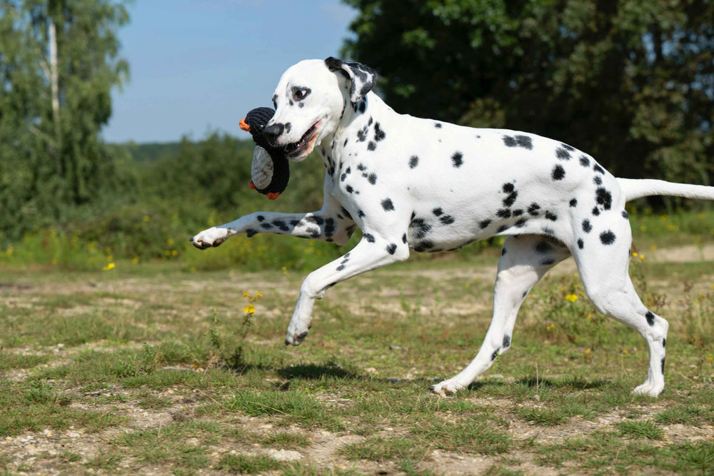 Dalmatiner mit Poldi Pinguin Spielzeug im Maul, läuft fröhlich auf grünem Rasen, umgeben von Bäumen und Sträuchern.