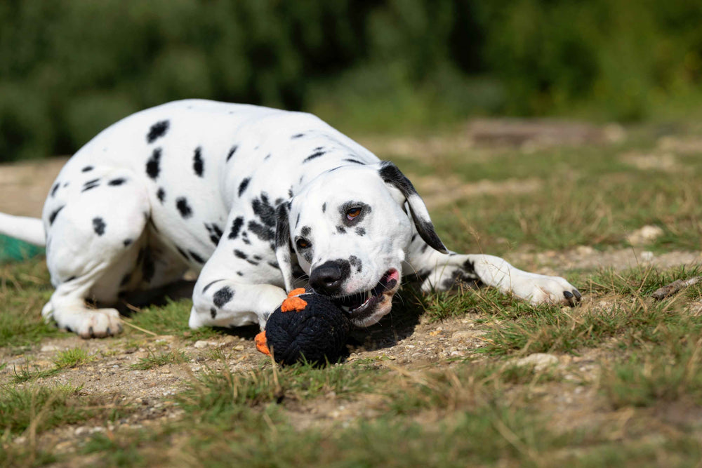 Dalmatiner spielt mit Poldi Pinguin, dem Kult-Spielzeug für Hunde, auf grünem Gras. Entspannt und glücklich.