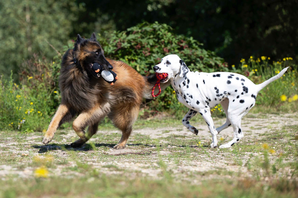 "Zwei Hunde spielen draußen mit dem Poldi Pinguin, dem beliebten Kult-Spielzeug für Hunde."