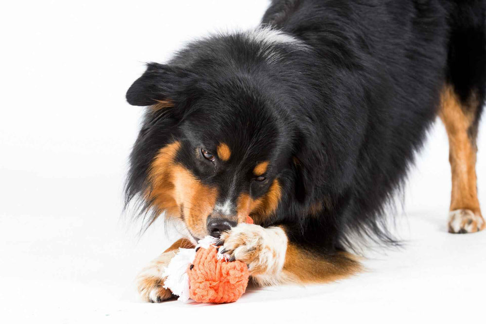 "Schwarz-brauner Hund mit orangefarbenem Timothy Tiger Spielzeug, das er begeistert kaut."