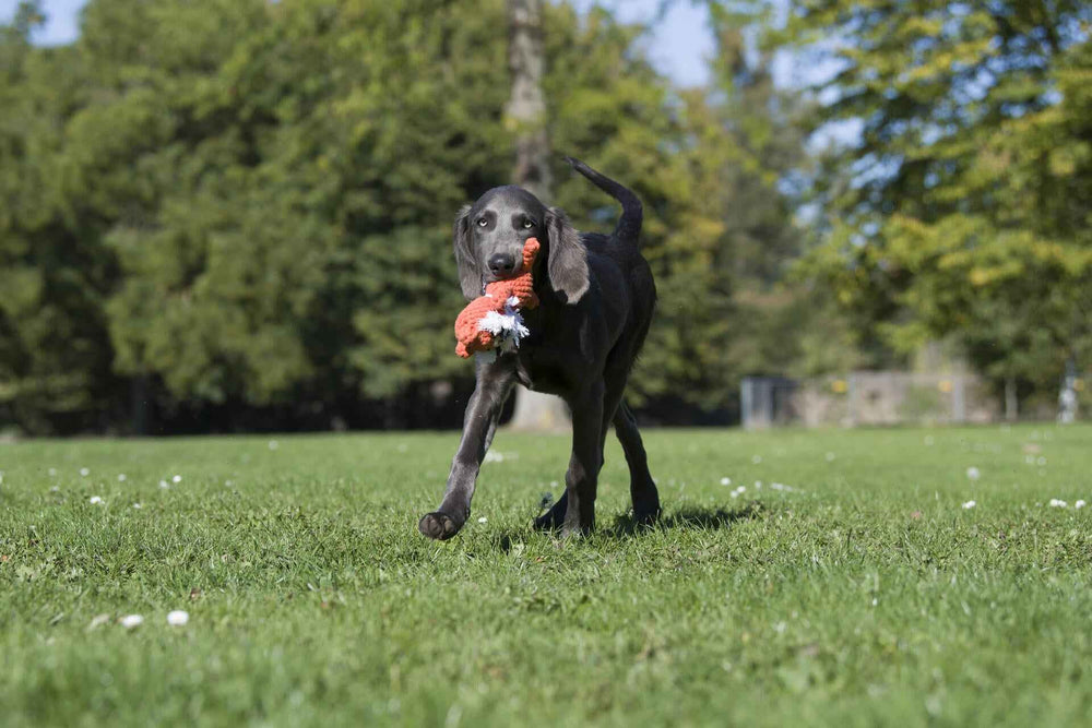 Fröhlicher Hund mit orangefarbigem Timothy Tiger Spielzeug auf grüner Wiese im Sonnenlicht. Perfekt für Hunde zum Spielen!