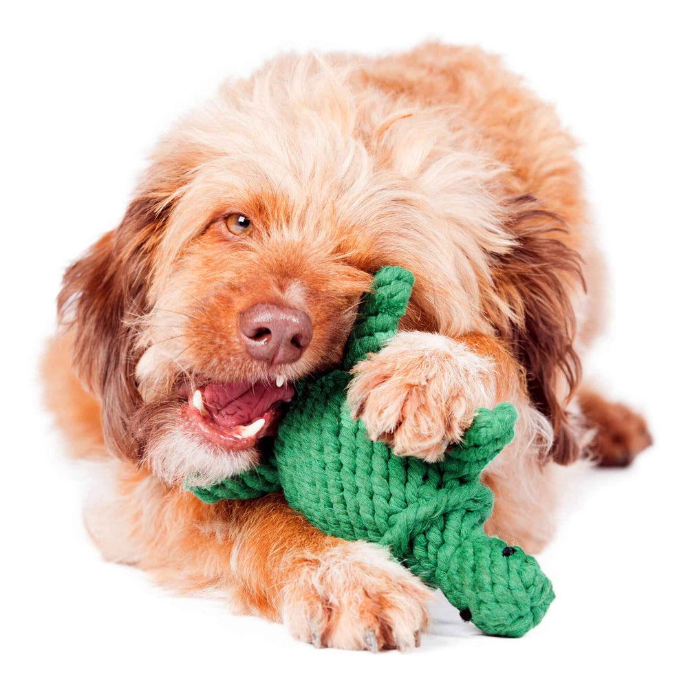 ALT-Text: Freundlicher Hund mit grünem Dino-Spielzeug Tina Turtle - ideales Kult-Spielzeug für Hunde.