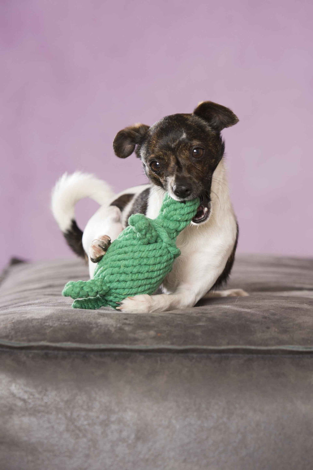 Kleiner Hund spielt fröhlich mit Tina Turtle, dem Kult-Spielzeug für Hunde, auf einer grauen Decke vor pinkfarbener Wand.