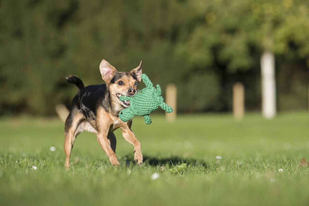 Fröhlicher Hund mit der Tina Turtle, einem kultigen Hundespielzeug, auf einer grünen Wiese.
