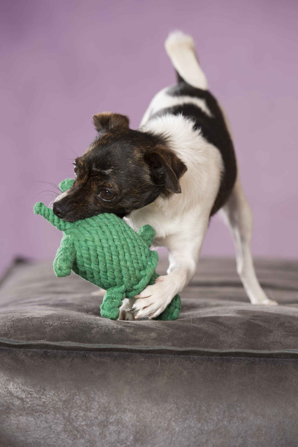 Klein Hund mit schwarz-weißem Fell spielt mit Tina Turtle, dem Kult-Spielzeug für Hunde auf grauem Untergrund.