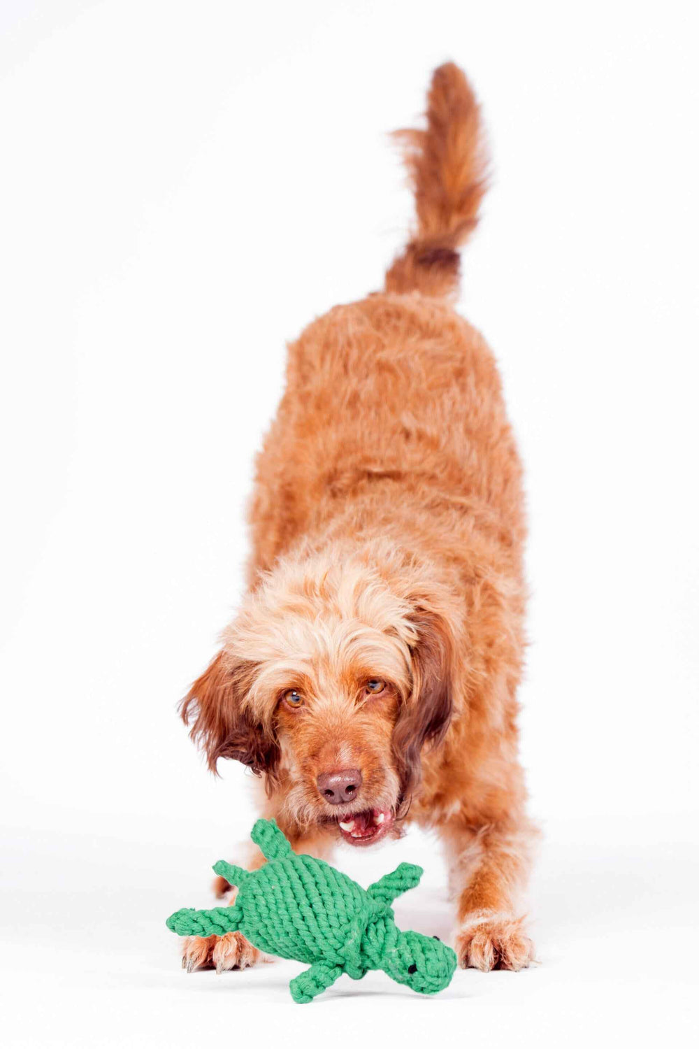Brauner Hund mit lockigem Fell hält grüne Schildkröte, das Kult-Spielzeug Tina Turtle, vor weißem Hintergrund.