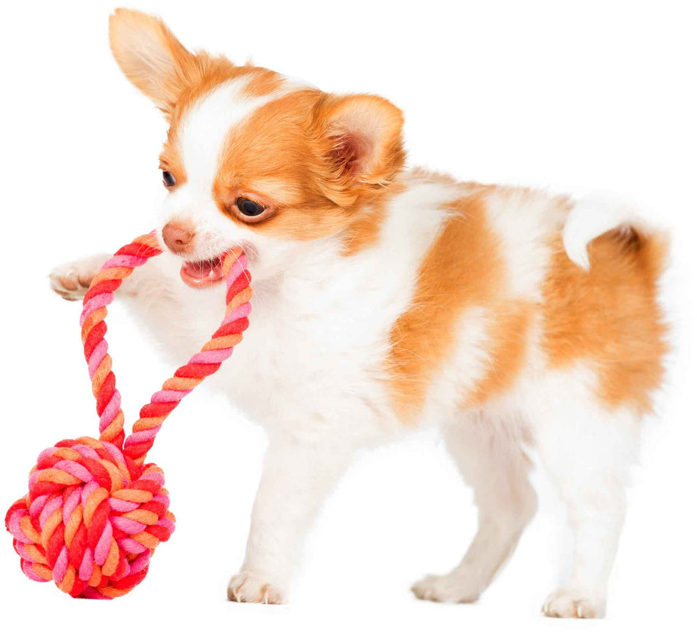 „Chihuahua mit Mini Schleuderball Spielzeug in bunten Farben auf weißem Hintergrund – perfektes Hundespielzeug für Spaß und Bewegung“