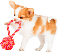 Hund mit Mini Schleuderball aus geflochtenem Seil in Pink und Orange, ideales Kult-Spielzeug für Spielspaß.