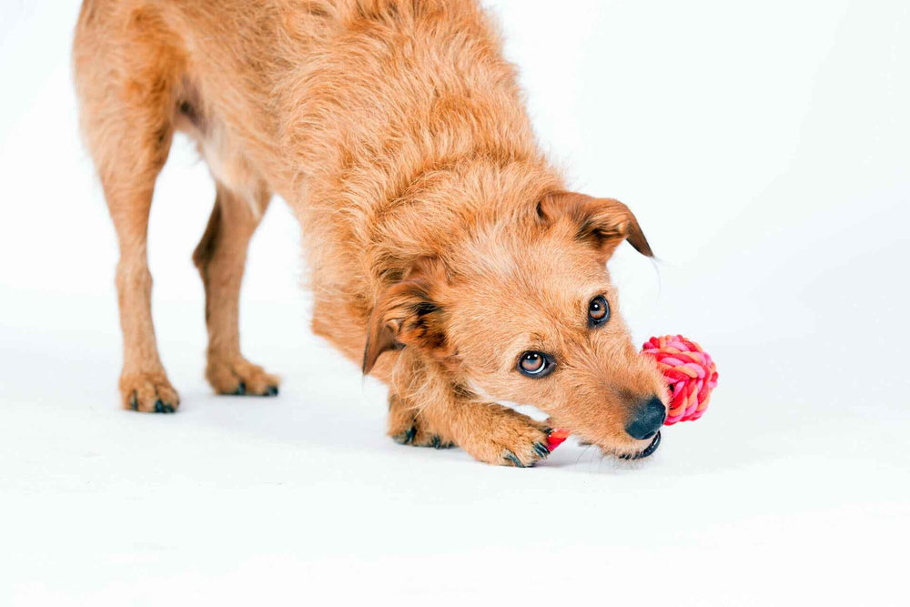 Spielender Hund mit rötlich-braunem Fell und pinkem Mini Schleuderball auf weißem Untergrund. Kult-Spielzeug für Hunde.