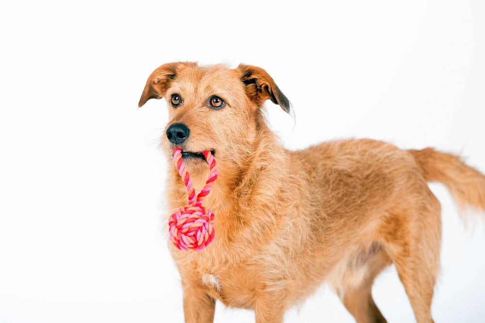 Mini Schleuderball für Hunde – Lockiger, brauner Hund mit Spielzeug im Maul, ideal für aktives Spiel und Training.