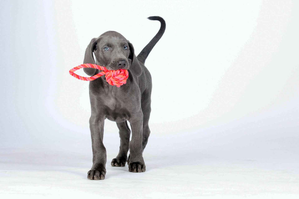 Junger grauer Hund mit blauen Augen hält roten Mini Schleuderball vor einfarbigem Hintergrund.