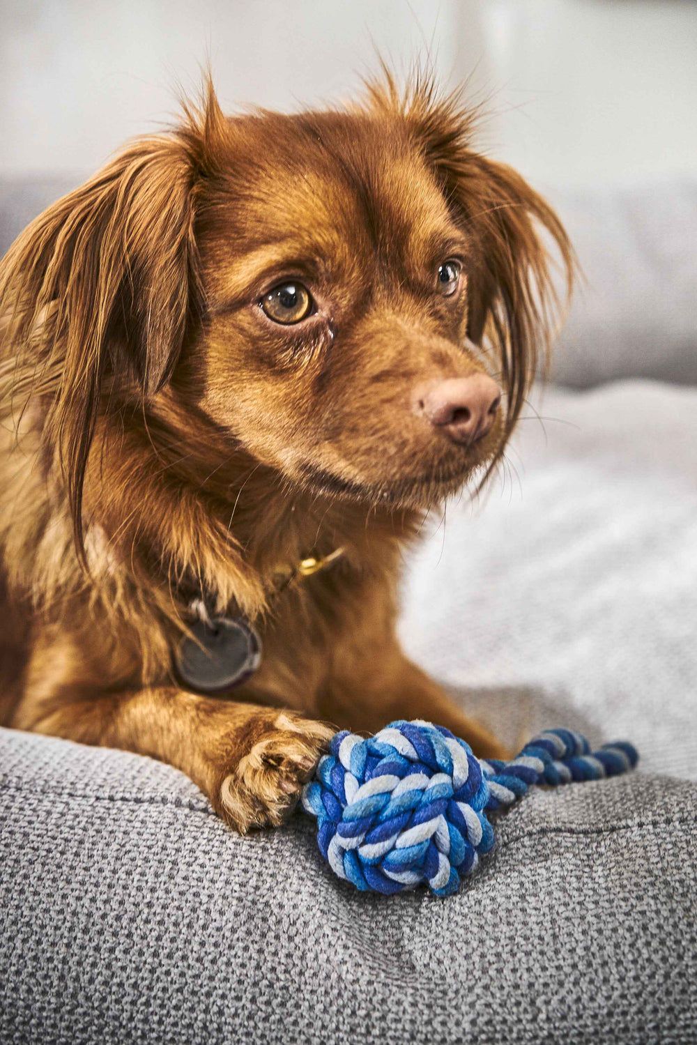Brauner Hund mit lockigen Haaren sitzt auf einem Sofa und spielt mit einem blauen Mini Schleuderball für Hunde.