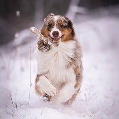 Fröhlicher Hund mit gestromtem Fell läuft durch schneebedeckte Landschaft und trägt einen Stock im Maul.