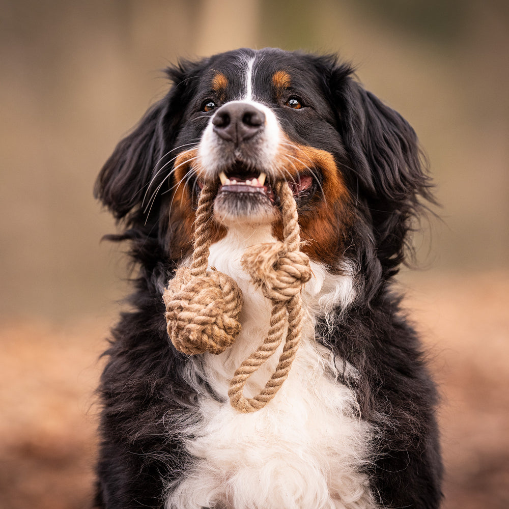 Bernhardinerhund mit einem Hanfseilknäuel im Maul, lächelt fröhlich, unscharfer Hintergrund.