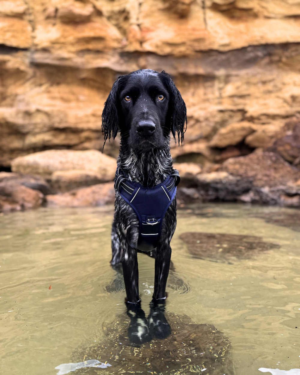 Schwarzer Hund im Wasser mit blauem Geschirr, fokussiert und umgeben von Felsen; DOOG Neotech Collection.