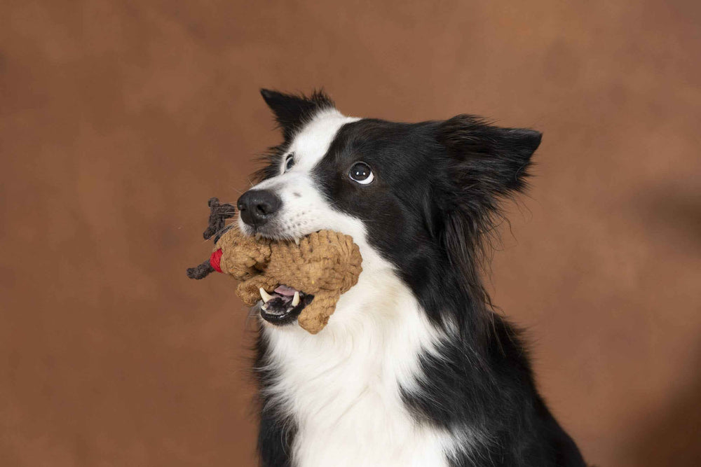 "Border Collie mit Rudi Rentier Spielzeug im Maul, neugierig in die Kamera schauend, vor warmem Braun-Hintergrund."