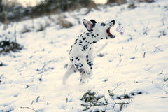 Dalmatiner spielt mit Shawn dem Schneemann Hundespielzeug im Schnee vor winterlicher Landschaft.