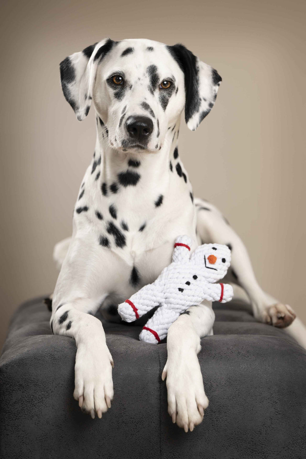 Dalmatiner sitzt auf Hocker neben dem weißen Spielzeug Schneemann für Hunde mit roten Akzenten.