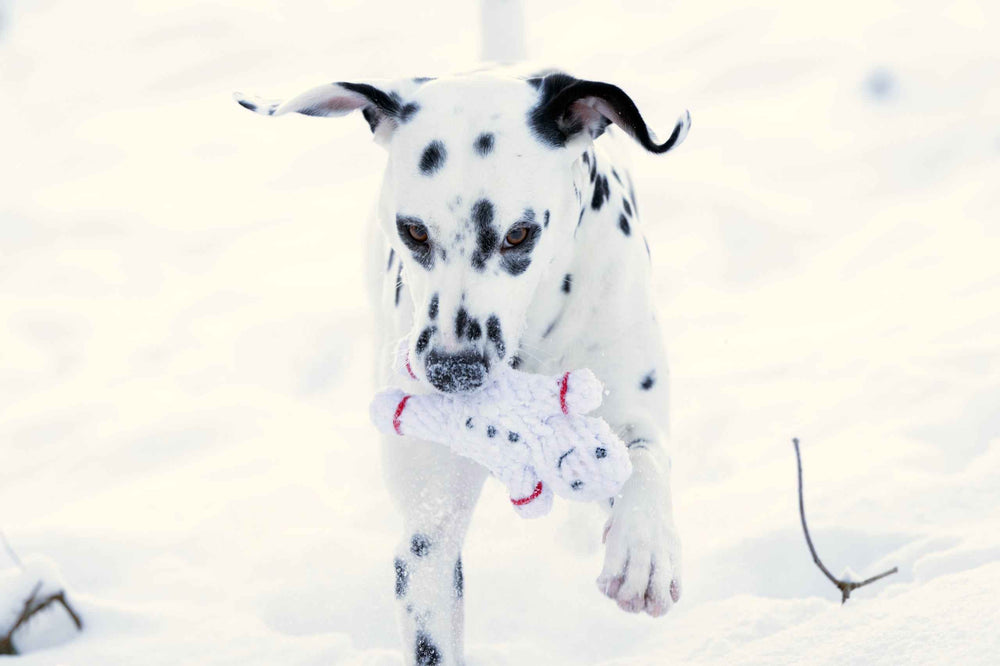 Dalmatiner spielt im Schnee mit Shawn, dem Schneemann - plüschiges Hundespielzeug in Knochenform mit roten Details.