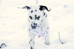 Dalmatiner rennt im Schnee mit Shawn der Schneemann Hundespielzeug, winterlich helle Szene. Perfektes winterliches Spielzeug für Hunde.