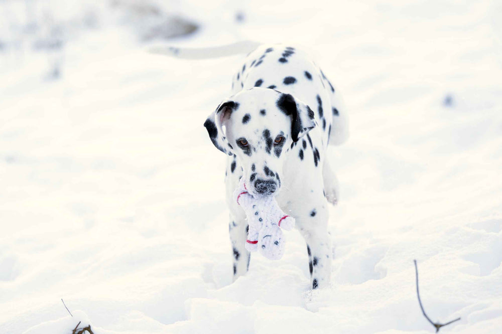 Dalmatiner spielt im Schnee mit einem Shawn der Schneemann Spielzeug in seinem Maul, umgeben von winterlicher Landschaft.
