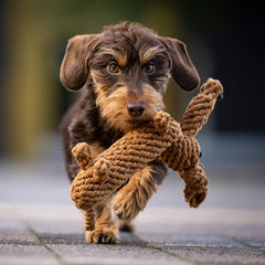 Dunkelbrauner Hund mit Seilspielzeug im Maul, Diego Dackel Kult-Spielzeug für Hunde, Fokus auf Tier, unscharfer Hintergrund