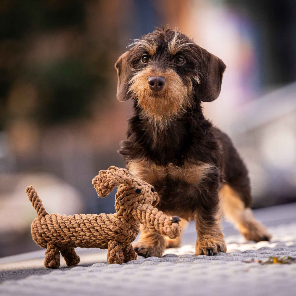 Brauner Dackel schaut in die Kamera neben dem geflochtenen Hundespielzeug Diego Dackel, ideal für unvergessliche Spielstunden.