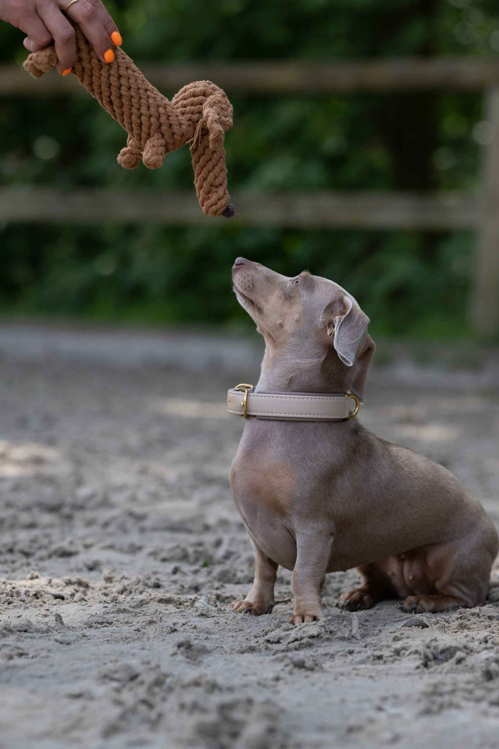 Kleiner Hund sitzt auf sandigem Boden und spielt mit dem Diego Dackel, dem beliebten Kult-Spielzeug für Hunde.