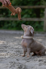 Kleiner Hund mit grauem Fell betrachtet gespannt braunes, geflochtenes Hundespielzeug Diego Dackel auf sandigem Boden.