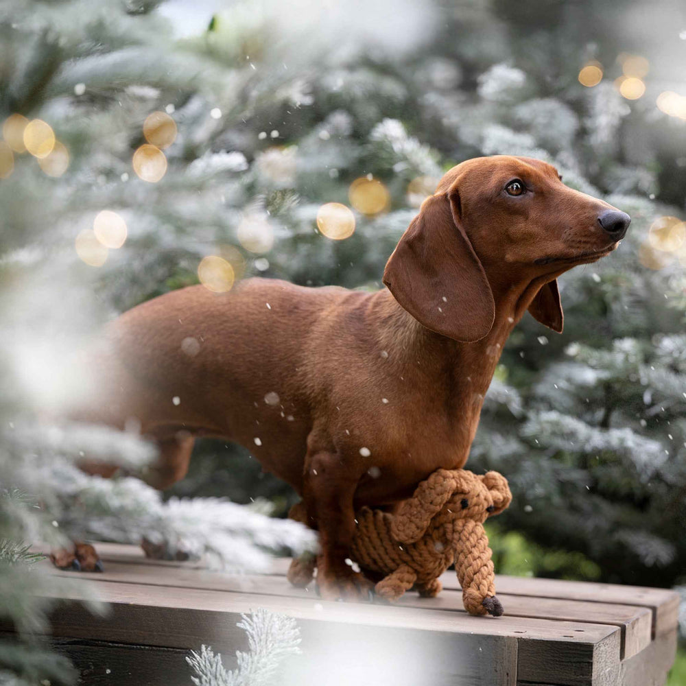 Brauner Dackel mit Spielzeug-Hund auf Holzfläche, winterliche Landschaft im Hintergrund, festliche Stimmung.
