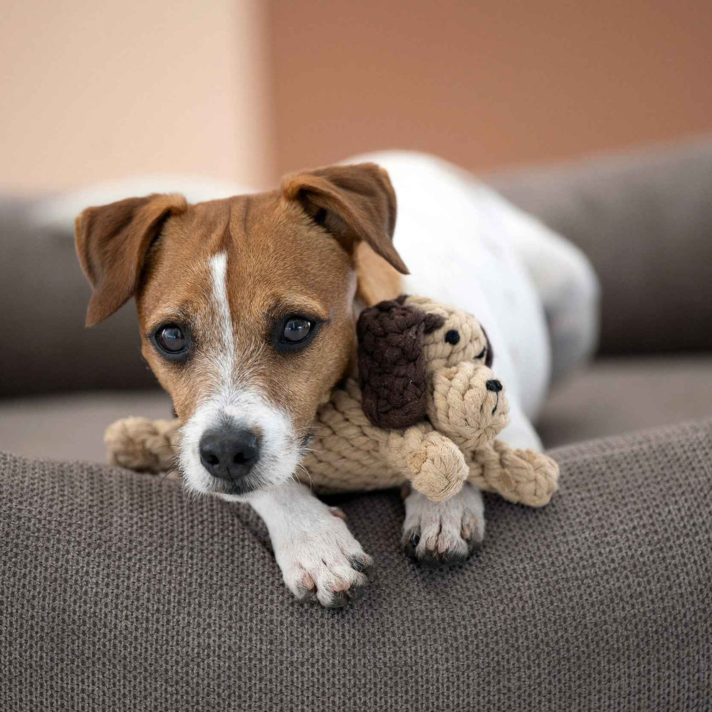 Kleiner braun-weißer Hund auf grauem Kissen mit niedlichem geflochtenem Hundespielzeug. Kult-Spielzeug für Hunde von Doggy Dog.