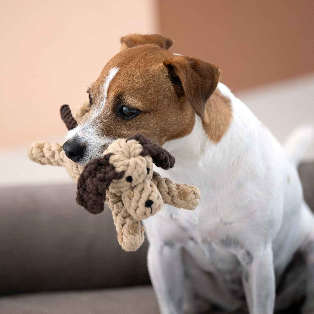 Brauner und weißer Hund sitzt auf einem grauen Sofa und spielt mit dem kultigen Doggy Dog Spielzeug.