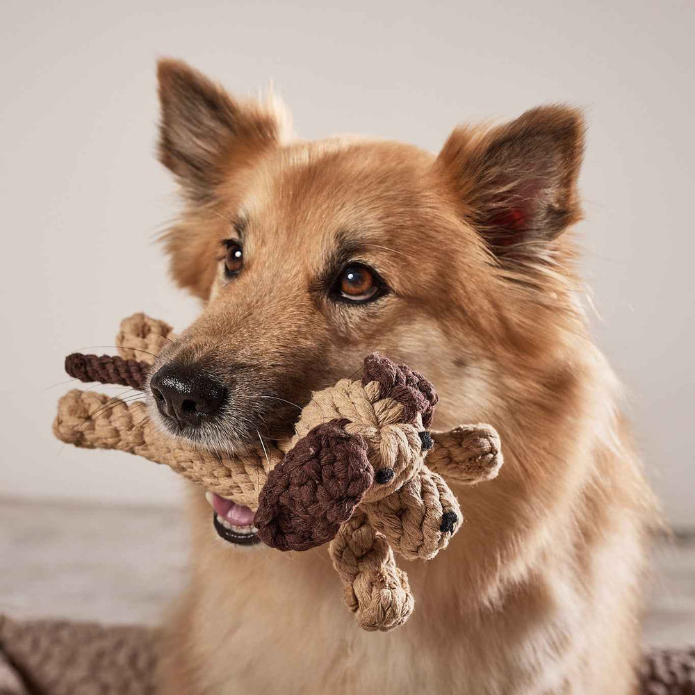 "Kugelrundes Doggy Dog Spielzeug für Hunde, hellhaarpelziger Hund spielt damit auf neutralem Hintergrund."