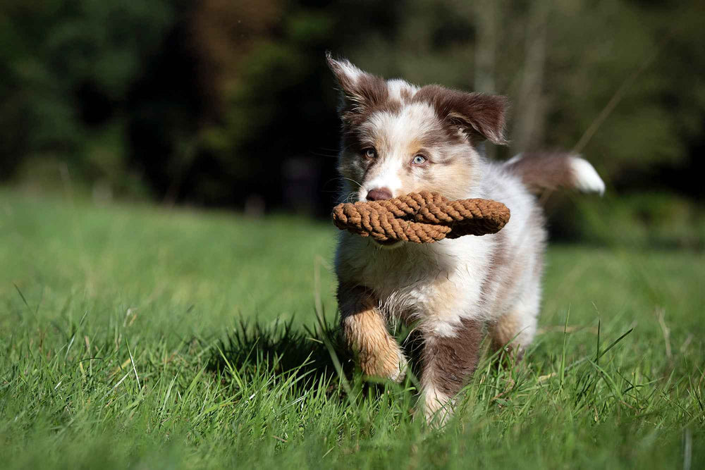Welpe mit geflecktem Fell spielt auf Wiese mit braunem Seilspielzeug aus dem Bavarian Dreams Hundespielzeug-Set.