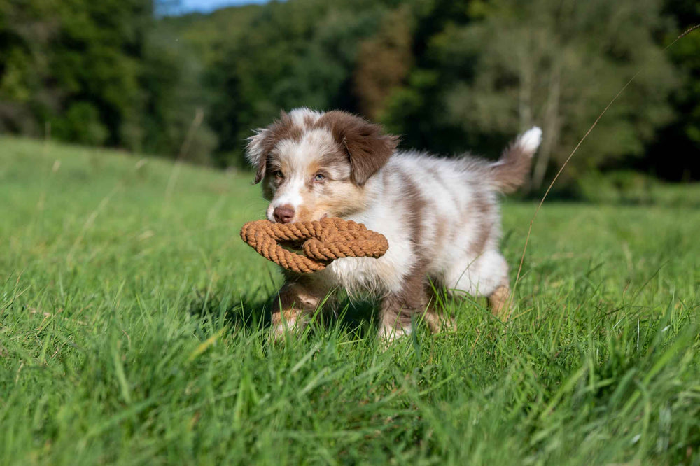 ALT-Text: Neugieriger brauner Welpe spielt mit Seilspielzeug auf grüner Wiese im Freien – Bavarian Dreams Hundespielzeug-Set.