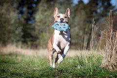 Fröhlicher Hund mit blauem Seilspielzeug im Mund, spielt in sonnigem, grünem Umfeld. Ideal für Hunde-Spielzeugset.