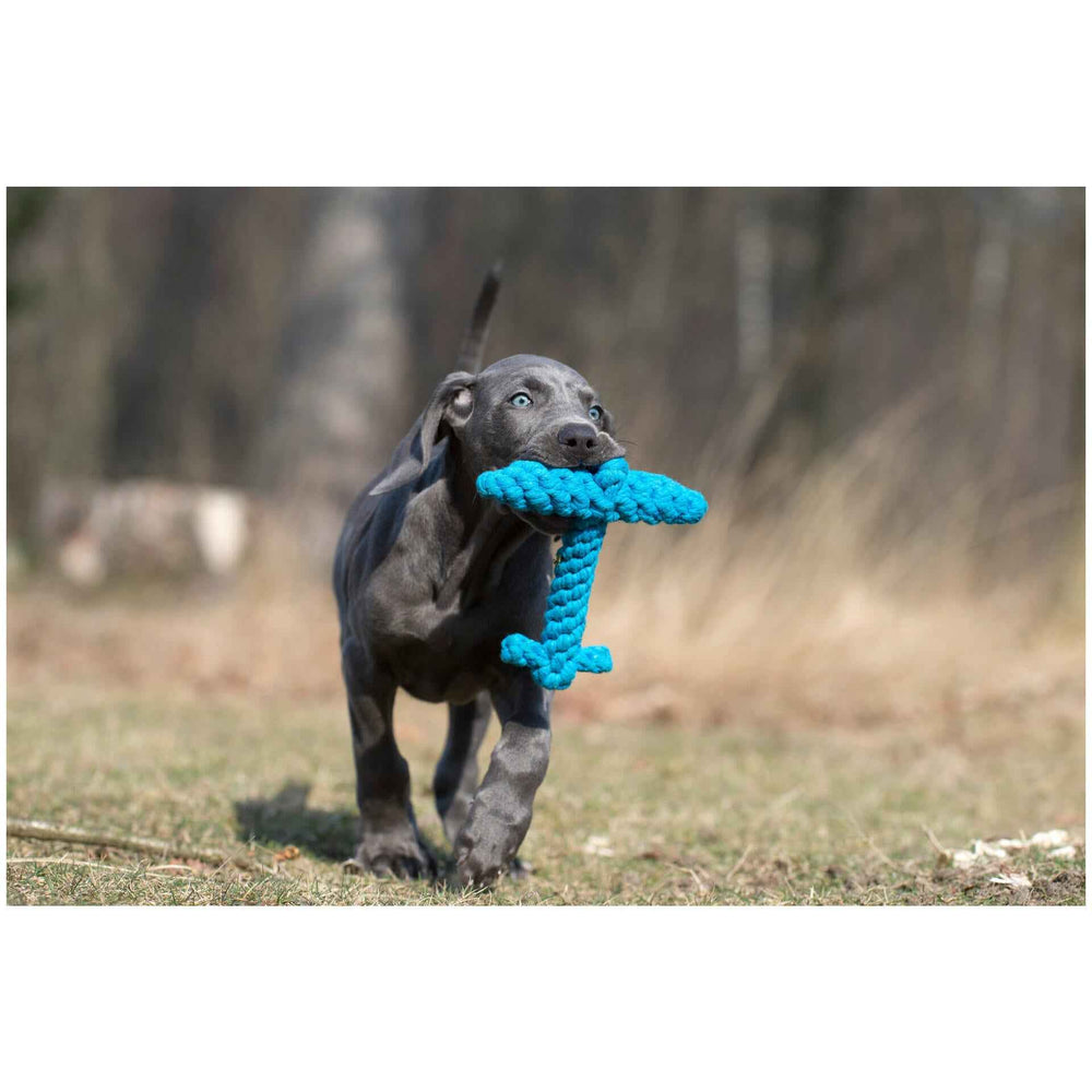 "Grauer Hund mit blauem Kreuz-Spielzeug von Ahoy LABONI läuft fröhlich über eine Wiese."