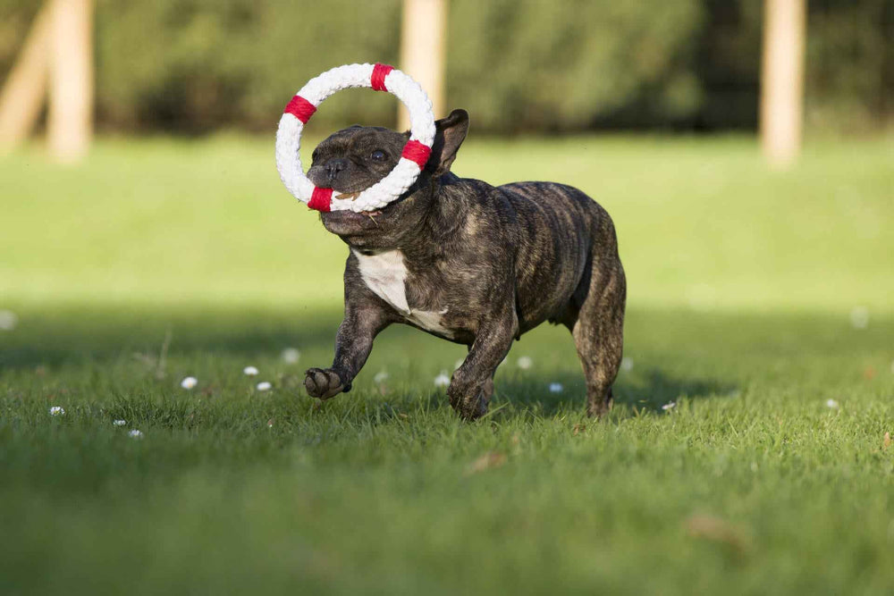 Laufender Hund mit gestromtem Fell, der einen weißen Spielring mit roten Akzenten auf grünem Rasen hält.