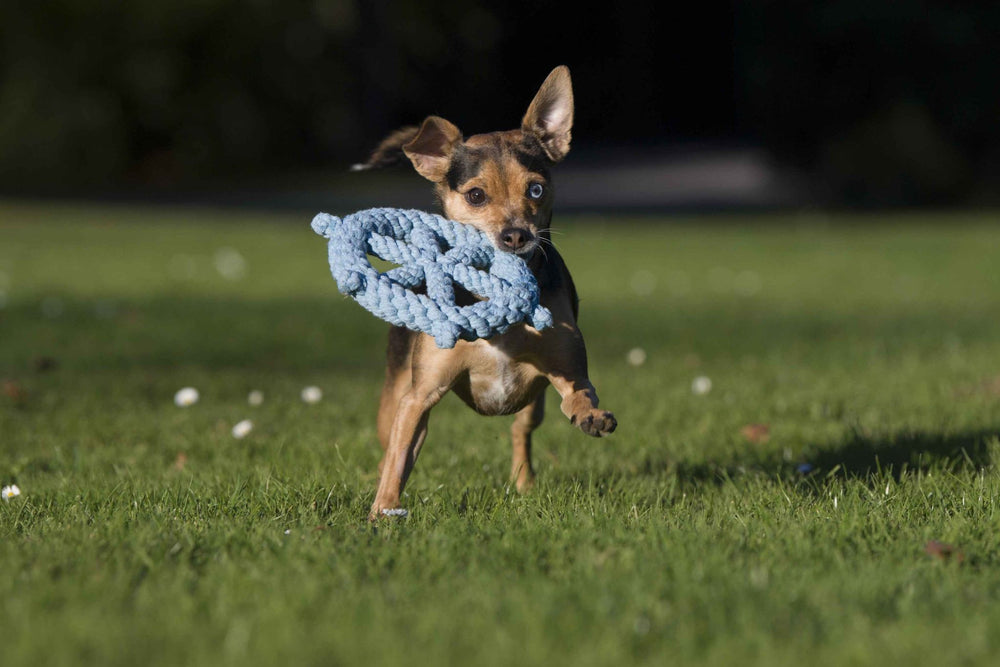 Kleiner Hund mit Seilspielzeug im Maul, auf der Wiese spielend – Ahoy LABONI Spielzeug-Set für Hunde.